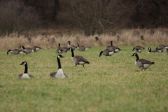 Branta canadensis
