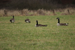 Branta canadensis