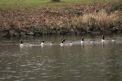 Branta canadensis