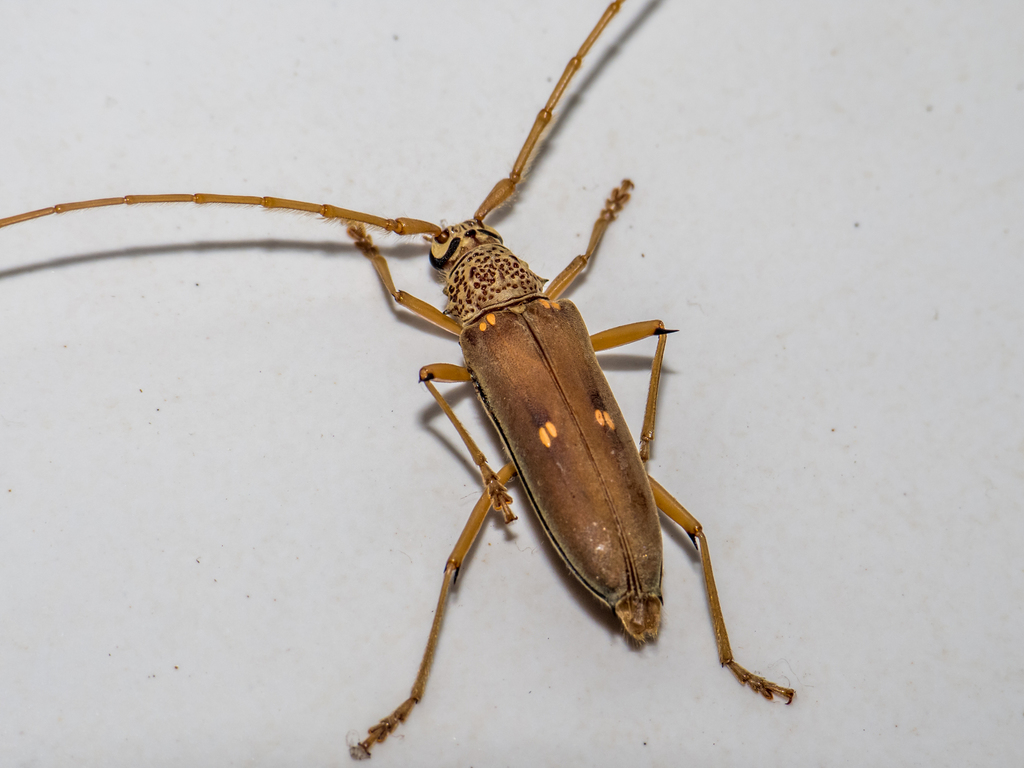 Susuacanga octoguttata