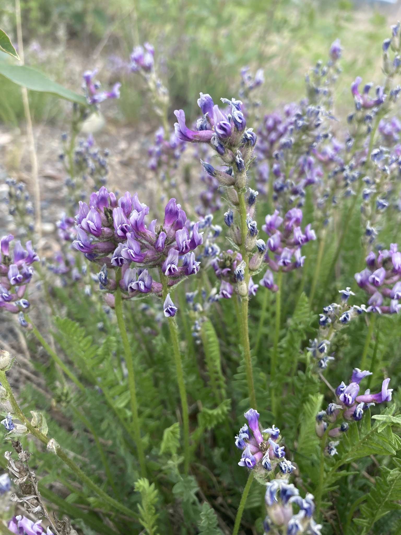 Oxytropis borealis