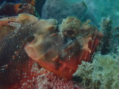 Scorpaena sumptuosa