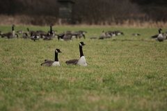 Branta canadensis