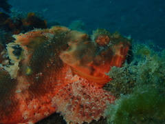 Scorpaena sumptuosa