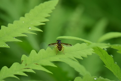 Sericomyia chrysotoxoides image
