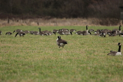 Branta canadensis