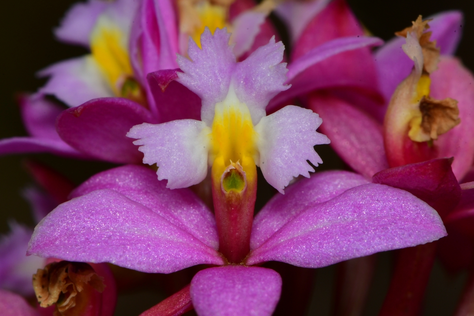 Epidendrum secundum
