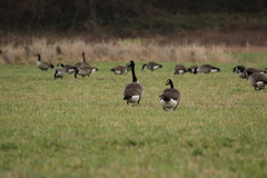 Branta canadensis