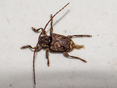Melzerus difficilis