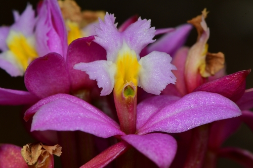 Epidendrum secundum Jacq. 2