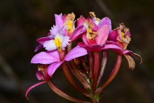 Epidendrum secundum Jacq. 3