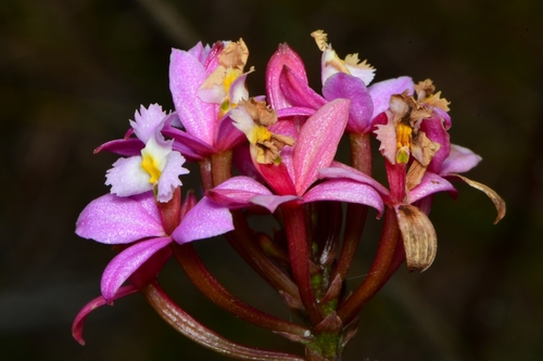 Epidendrum secundum