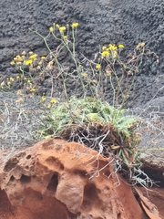 Sonchus ustulatus image