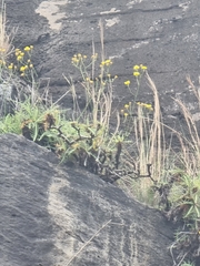 Sonchus ustulatus image