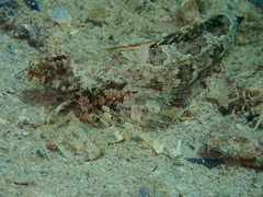 Dactylopus dactylopus