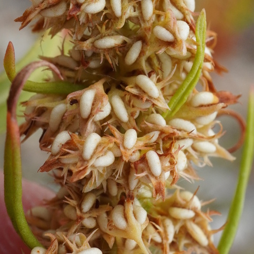 Image of Rumex palustris by (c) Patrick Hacker, some rights reserved (CC BY)