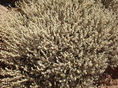 Pseudodictamnus mediterraneus