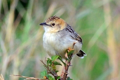 Cisticola robustus