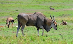 Tragelaphus oryx pattersonianus
