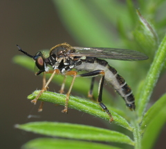 Dioctria rufipes