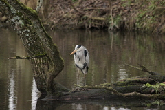 Ardea cinerea