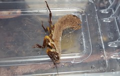 Blaberinae