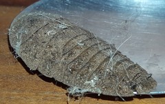 Blaberinae