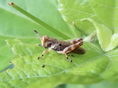 Walsh's Locust photo 2