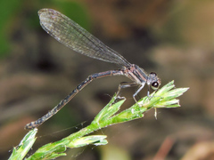 Argia tezpi