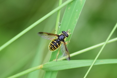 Sericomyia chrysotoxoides image