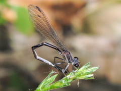 Argia tezpi