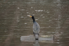 Phalacrocorax carbo
