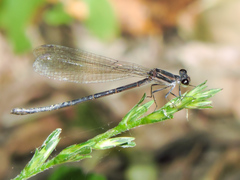 Argia tezpi