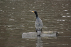 Phalacrocorax carbo