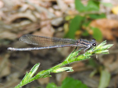 Argia tezpi