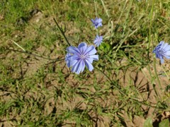 Cichorium intybus intybus
