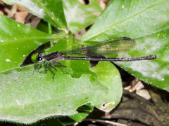 Argia tezpi
