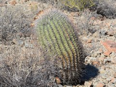 Ferocactus emoryi emoryi