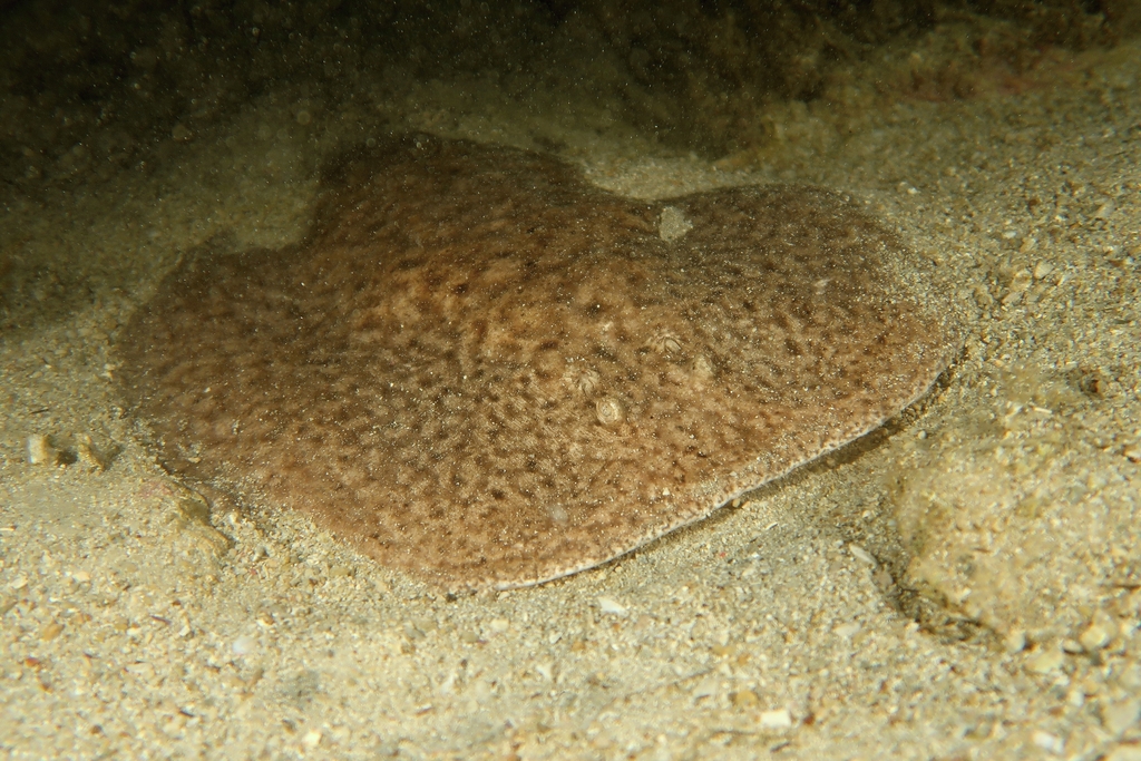 Marbled electric ray resting on sand, brown marbled pattern on its round disc