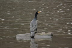 Phalacrocorax carbo