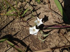 Convolvulus hermanniae