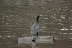 Phalacrocorax carbo