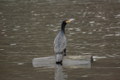 Phalacrocorax carbo