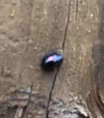 Chilocorus stigma
