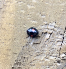 Chilocorus stigma