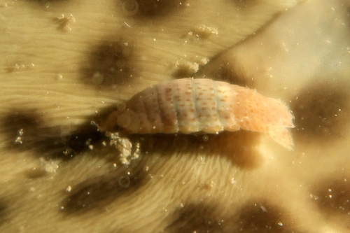 Aega bicarinata