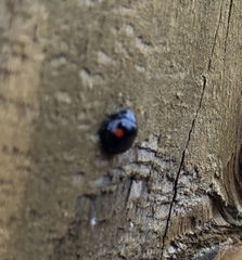 Chilocorus stigma