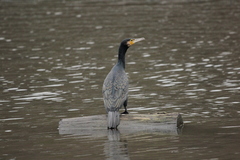 Phalacrocorax carbo