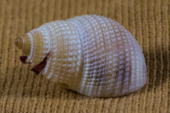 Nassarius perpinguis