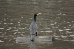 Phalacrocorax carbo
